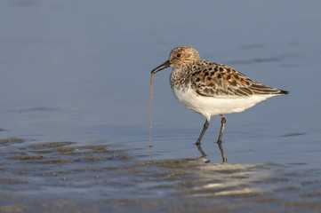 Sanderling (Calidris alba) in summer plumage feeding at the ocean beach, Galveston, Texas, USA.