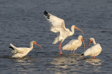 A group of American white ibises (Eudocimus albus) in shallow water of tidal marsh, Galveston, Texas, USA