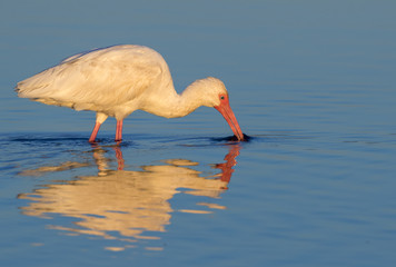 American white ibis (Eudocimus albus) feeding in shallow water of tidal marsh, Galveston, Texas, USA