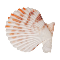 Sea shell on a white background