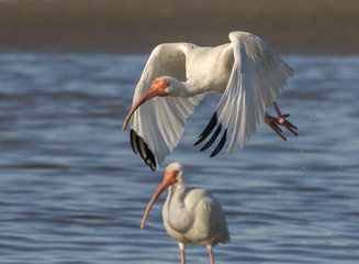 American white ibis (Eudocimus albus) flying over tidal marsh, Galveston, Texas, USA.