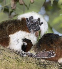 Cotton-top tamarin (Saguinus oedipus), captive (native to Colombia)