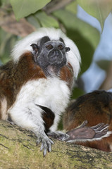 Cotton-top tamarin (Saguinus oedipus), captive (native to Colombia)