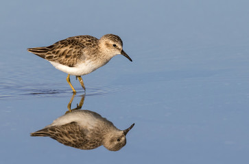 Least sandpiper (Calidris minutilla) foraging along the ocean coast, Galveston, Texas, USA