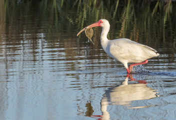 Naklejka na ściany i meble American white ibis (Eudocimus albus) with caught crab in tidal marsh, Galveston, Texas, USA.