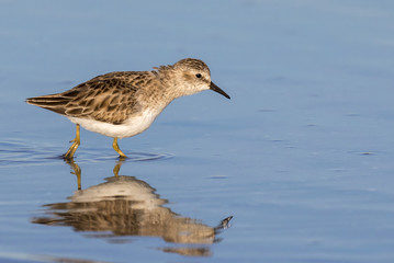 Least sandpiper (Calidris minutilla) foraging along the ocean coast, Galveston, Texas, USA