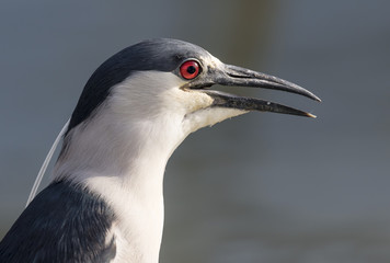 Black-crowned night heron (Nycticorax nycticorax) portrait, Galveston, Texas, USA