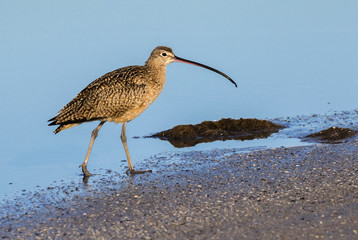Long-billed curlew (Numenius americanus) at the ocean beach, Galveston, Texas, USA.
