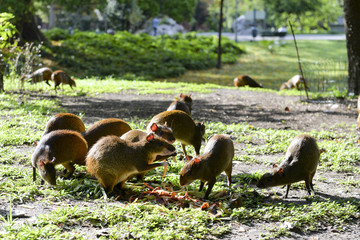 Rio de Janeiro, Brazil - november 29, 2017:  Campo de Santana Park which is in the central region of the city has loose Cotia on its lawn