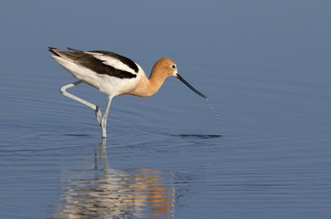 American avocet (Recurvirostra americana) feeding in tidal marsh, Galveston, Texas, USA.