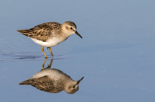 Least sandpiper (Calidris minutilla) foraging along the ocean coast, Galveston, Texas, USA