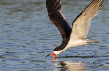 Black skimmer (Rynchops niger) hunting, Galveston, Texas, USA.