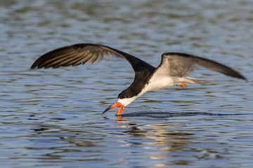 Black skimmer (Rynchops niger) hunting, Galveston, Texas, USA.