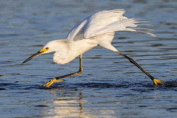 Snowy egret (Egretta thula) fishing in tidal marsh, Galveston, Texas, USA.