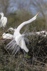 Great egrets (Ardea alba) in breeding plumage displaying at rookery, High Island, Texas, USA