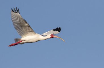 American white ibis (Eudocimus albus) flying, High Island, Texas, USA