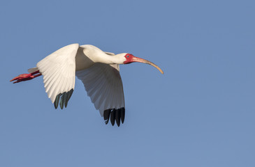 American white ibis (Eudocimus albus) flying, High Island, Texas, USA