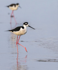 Black-necked stilts (Himantopus mexicanus) wading in shallow water of tidal marsh, Galveston, Texas, USA