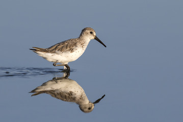 Semipalmated sandpiper (Calidris pusilla) wading in tidal marsh, Galveston, Texas, USA.