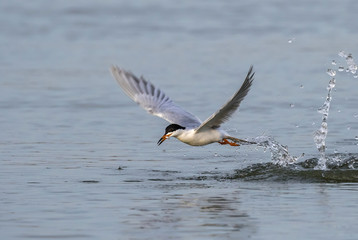 Sandwich tern (Thalasseus sandvicensis) hunting in the ocean, Galveston, Texas, USA.