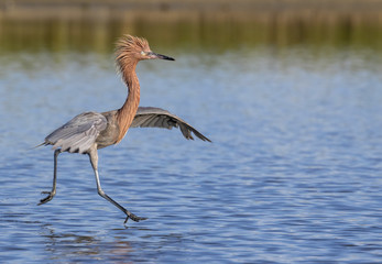 Reddish egret (Egretta rufescens) in breeding plumage, Galveston, Texas, USA.