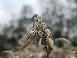 White dry flower in the field
