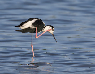 Black-necked stilt (Himantopus mexicanus) preening in tidal marsh, Galveston, Texas, USA.