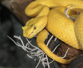 Eyelash viper (Bothriechis schlegelii) hanging in a tree, captive (native to Central and South America)