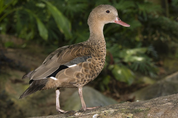 Bernier's Madagascar teal (Anas bernieri) captive (native to Madagascar)
