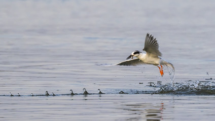 Forster's tern (Sterna forsteri) hunting in the ocean, Galveston, Texas, USA.