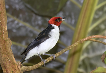 Red-capped cardinal (Paroaria gularis), captive (native to South America)