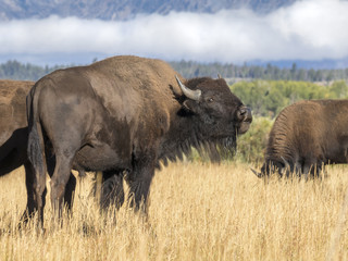 American bisons (Bison bison) grazing in highland prairie, Grand Teton National Park, Wyoming, USA