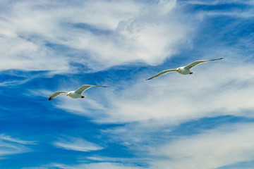 White gull flying Lower New York Bay