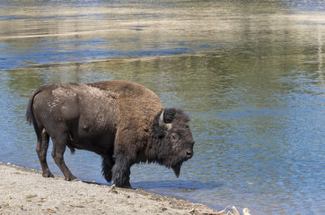 Male American bison (Bison bison) near theYellowstone River, Yellowstone National Park, Wyoming, USA.