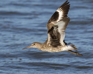 Willet (Tringa semipalmata) flying over ocean, Galveston, Texas, USA
