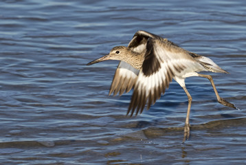 Willet (Tringa semipalmata) taking off from water, Galveston, Texas, USA