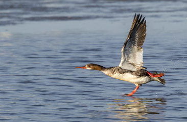 Obraz premium Female red-breasted merganser (Mergus serrator) taking off from water, Galveston, Texas, USA