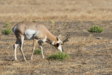 Male pronghorn (Antilocapra americana) grazing in the highland prairie, Grand Teton National Park, Wyoming, USA