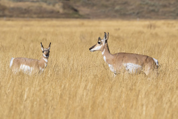 Female and young pronghorns (Antilocapra americana) in the highland prairie, Grand Teton National Park, Wyoming, USA