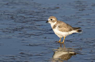 Piping plover (Charadrius melodus) in winter plumage at the ocean coast, Galveston, Texas, USA.