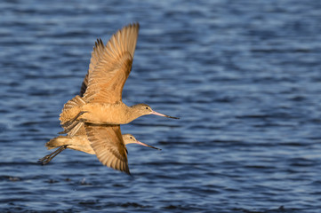 Marbled godwits (Limosa fedoa) flying over the ocean, Galveston, Texas, USA.