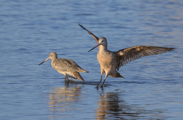 Marbled godwit (Limosa fedoa) landing in tidal marsh, Galveston, Texas, USA.