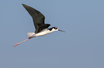 black-necked stilt (Himantopus mexicanus) flying, Galveston, Texas, USA.