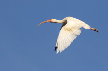 Obraz premium American white ibis (Eudocimus albus) flying, High Island, Texas, USA