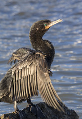 Neotropic cormorant (Phalacrocorax brasilianus) drying feathers after diving, Galveston, Texas, USA