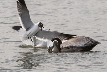 Laughing gull tryin to take away a catch from the Brown pelican (Pelecanus occidentalis) at sunrise, Galveston, Texas, USA
