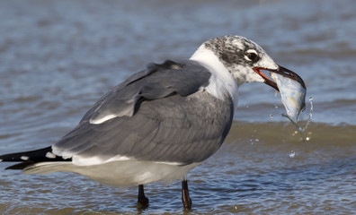 Laughing gull (Leucophaeus atricilla) with a catch at the ocean beach, Galveston, Texas.