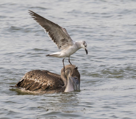 Laughing gull tryin to take away a catch from the Brown pelican (Pelecanus occidentalis) at sunrise, Galveston, Texas, USA