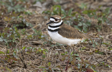 Killdeer (Charadrius vociferus) camouflaging in the dry grass, Brazoria, Texas, USA.