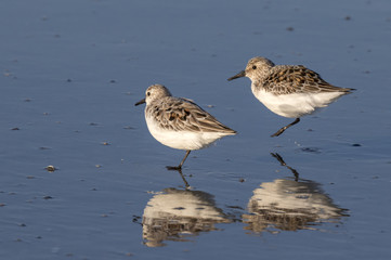 Sanderlings (Calidris alba) jumping along the ocean beach, Galveston, Texas, USA